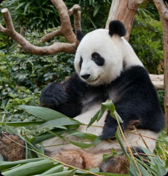 panda