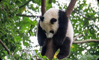 panda