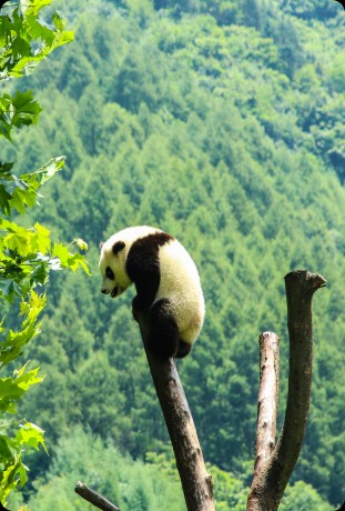 panda