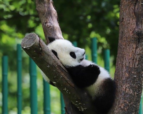 Chengdu City