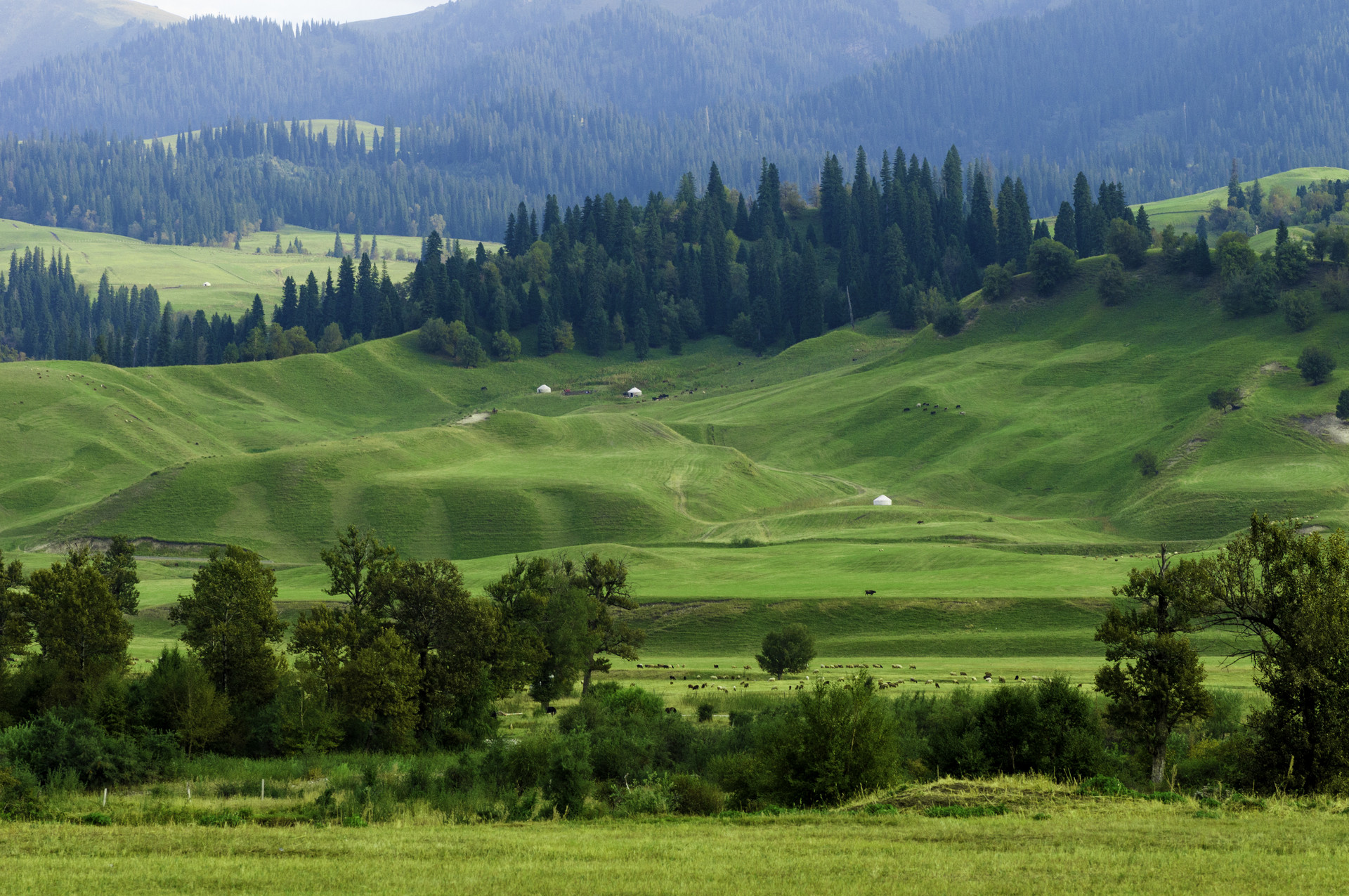 Grassland